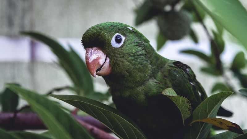 parrot, bird, green, leaves, beak, 4k