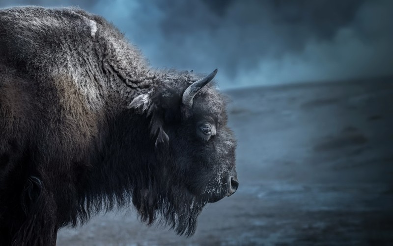 bison, animals, mammals