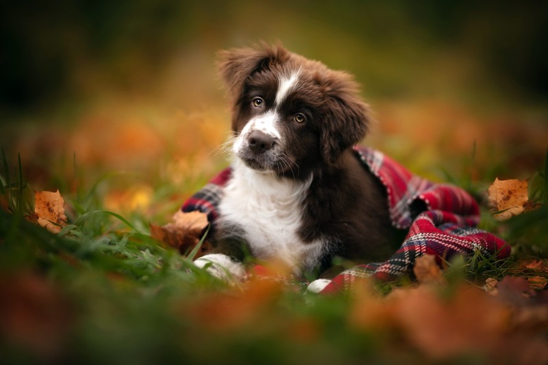 outdoors, animals, dog, mammals