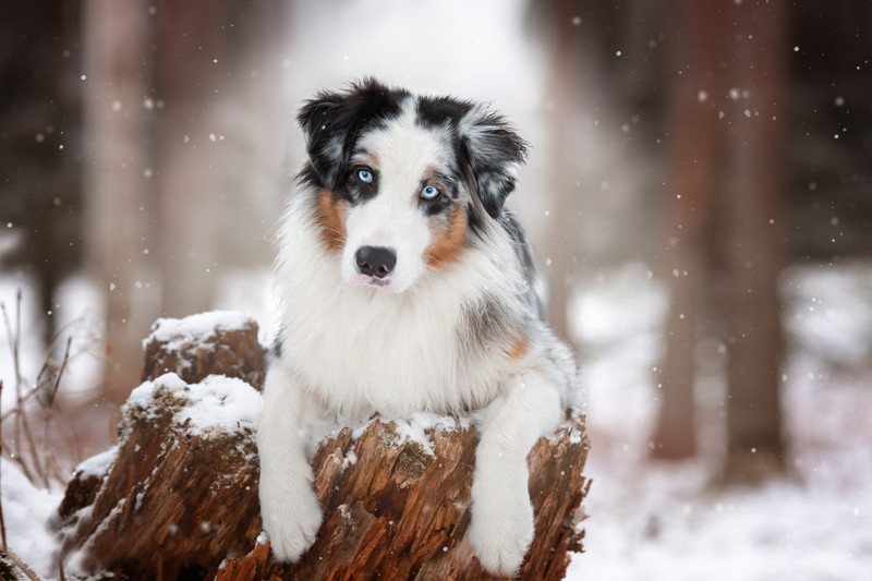 winter, snow, animals, dog, mammals, Australian Shepherd