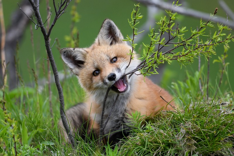 fox, animals, nature, mammals