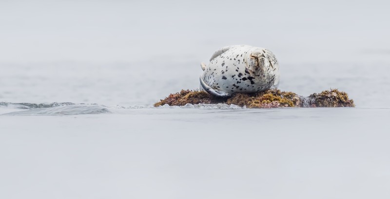 seals, nature, animals, mammals