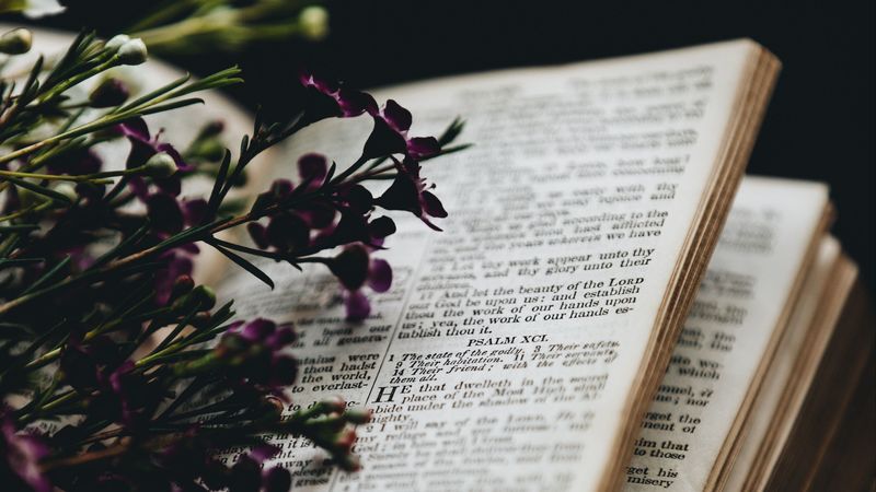 flowers, book, reading, comfort, blur, 4k