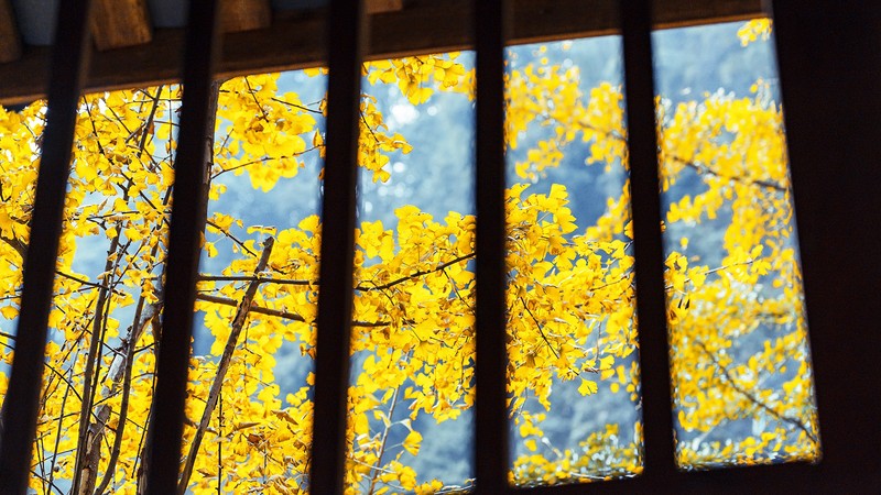 fall, Sichuan, bars