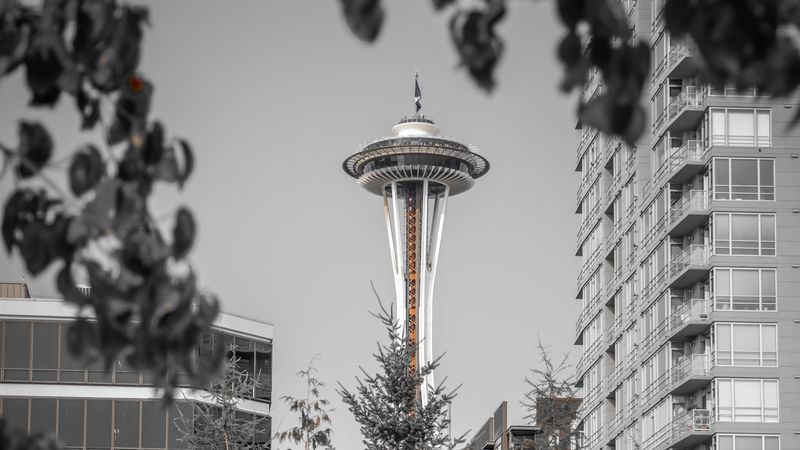 tower, architecture, bw, branches, seattle, usa, 4k