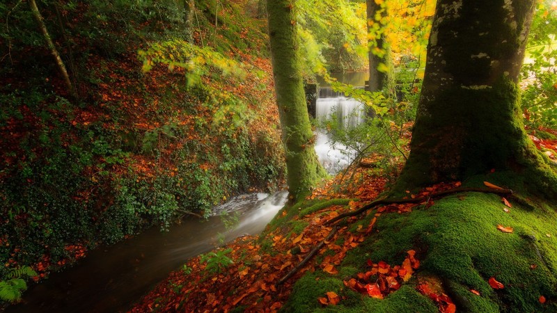 fall, water, plants, nature, outdoors