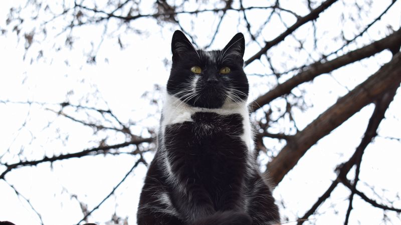 cat, sitting, fat, pleased, 4k