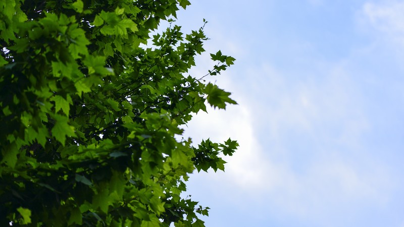 trees, sky, foliage, green