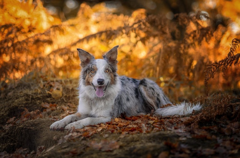 fall, nature, animals, dog, mammals, Border Collie