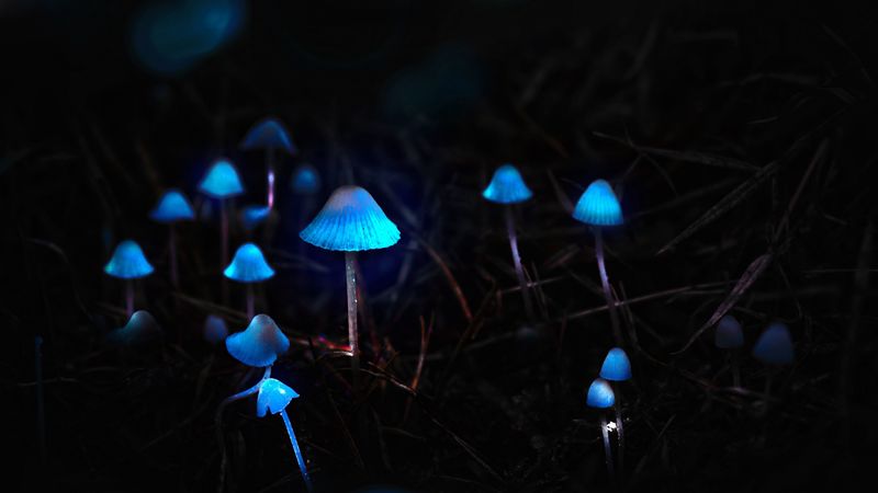 mushrooms, toadstools, glow, photoshop, 4k