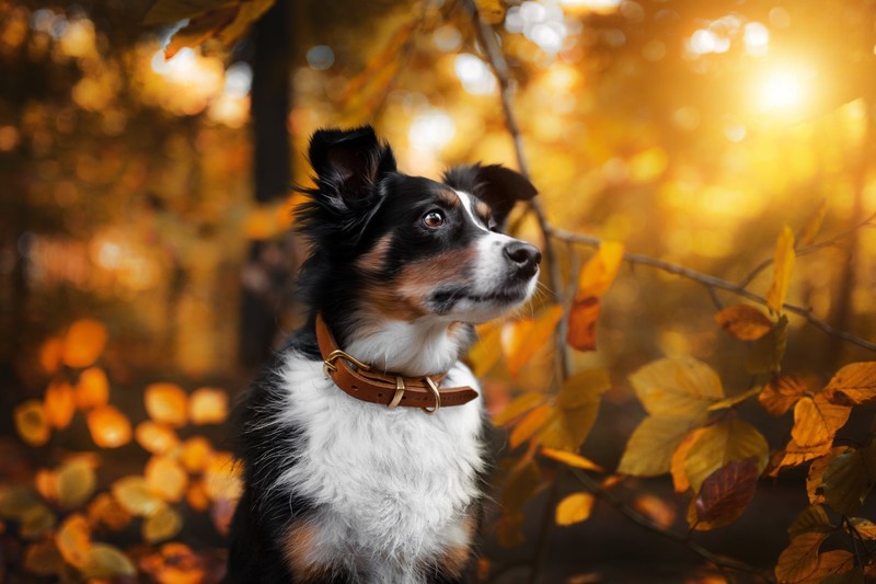 fall, nature, outdoors, animals, dog, mammals