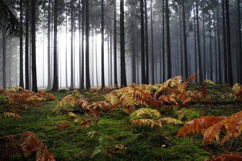 forest, fall, trees, plants, nature, fern