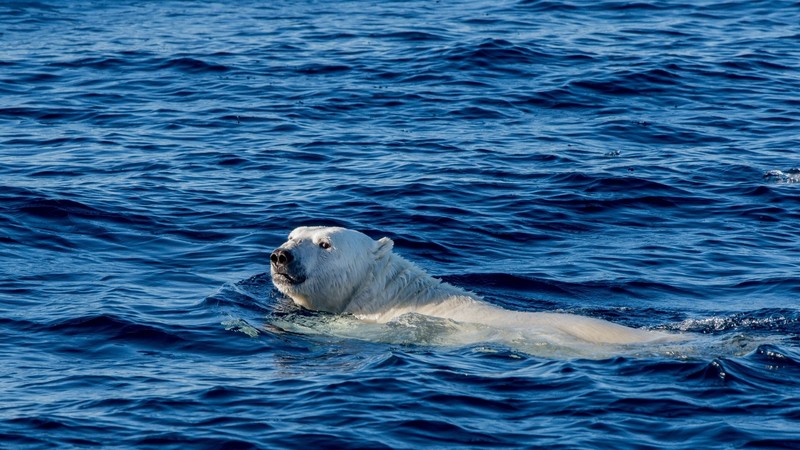 polar bears, bears, water, animals, mammals, sea