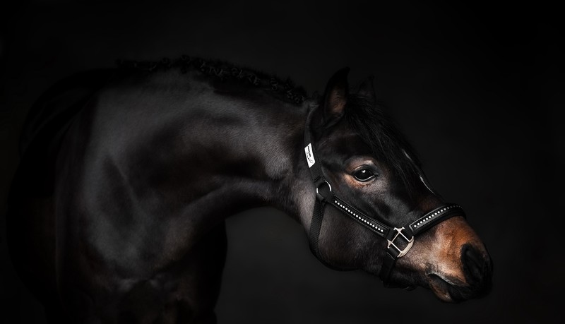 animals, horse, mammals