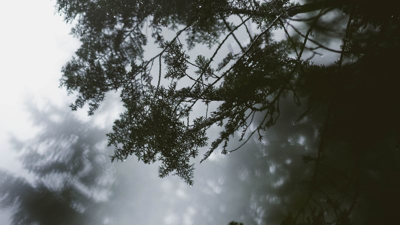 branch, tree, fog, leaves, 4k