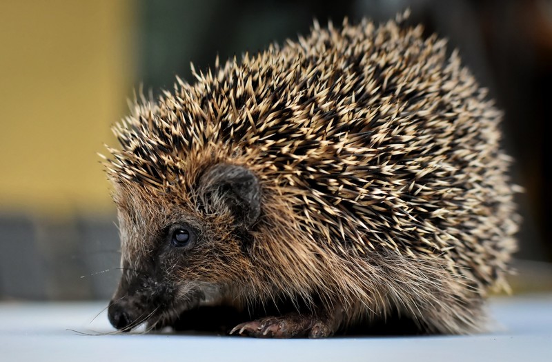 animals, mammals, hedgehog