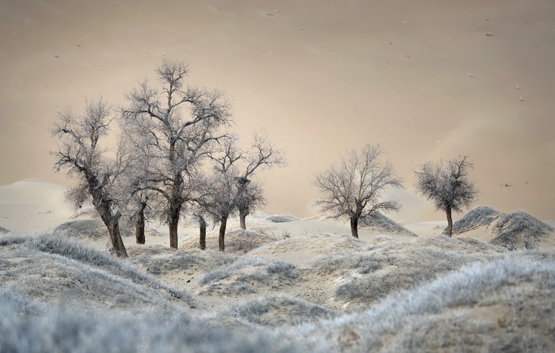 trees, nature, outdoors, winter, beige
