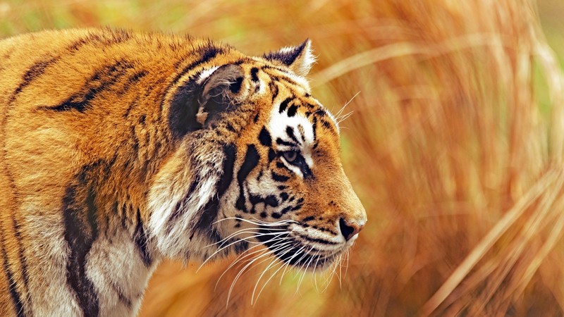 tiger, nature, animals