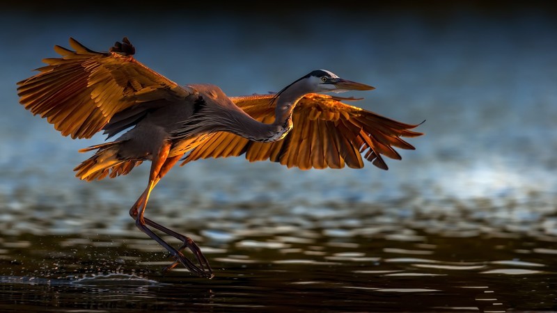 nature, birds, water, animals, cranes