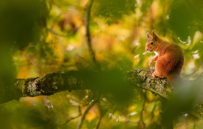 nature, plants, squirrel, animals, mammals