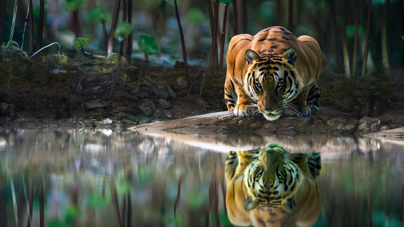 tiger, water, big cats, animals, mammals, reflection, digital art, glowing eyes