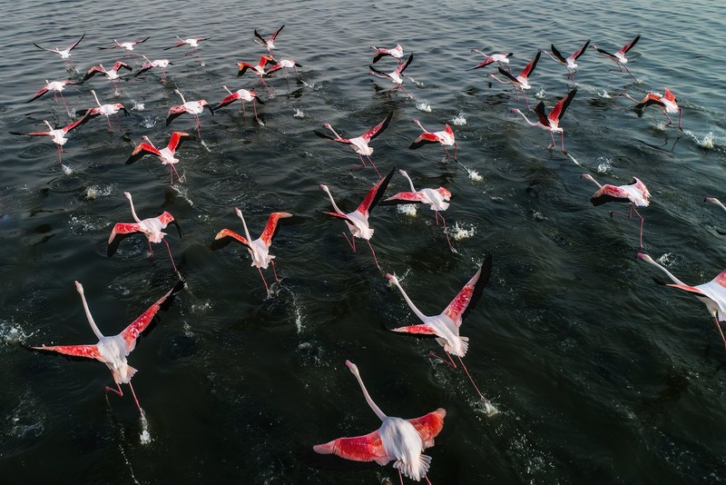 nature, birds, animals, flamingos