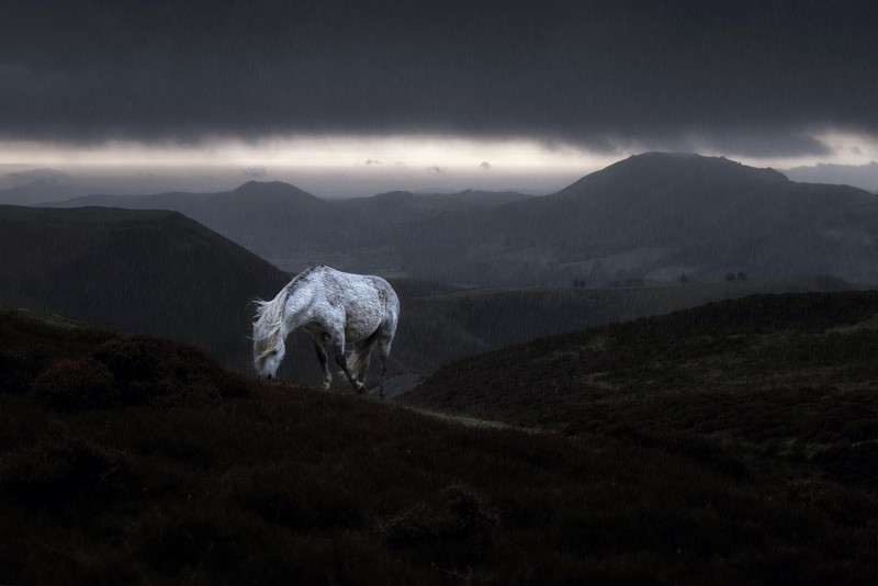 rain, horse, animals, mammals, landscape