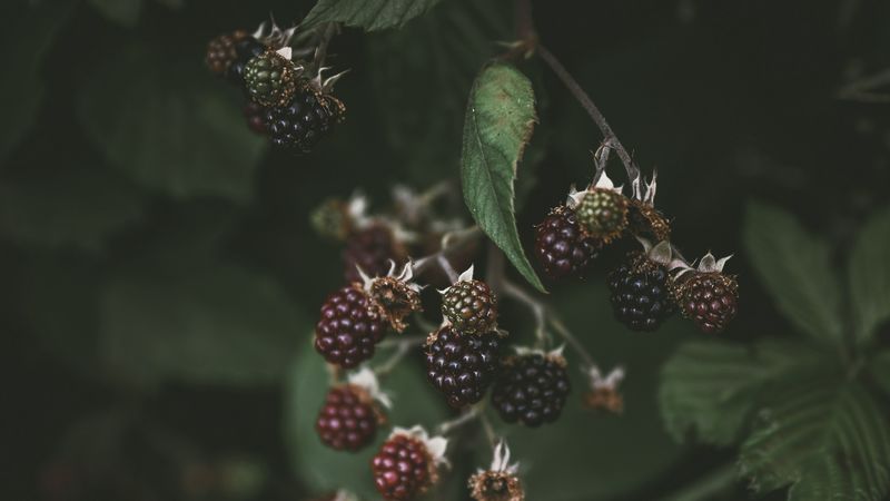 blackberry, raspberry, berries, macro, blur, 4k