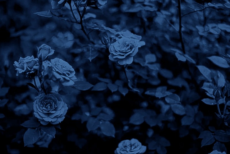 nature, flowers, rose, plants, faded