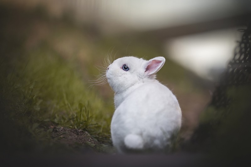 rabbits, animals, outdoors, mammals