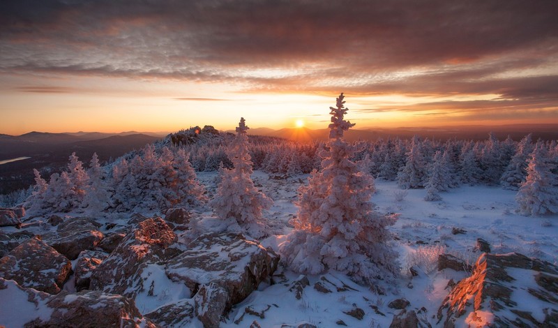 Russia, nature, trees, winter, sunlight, cold, snow