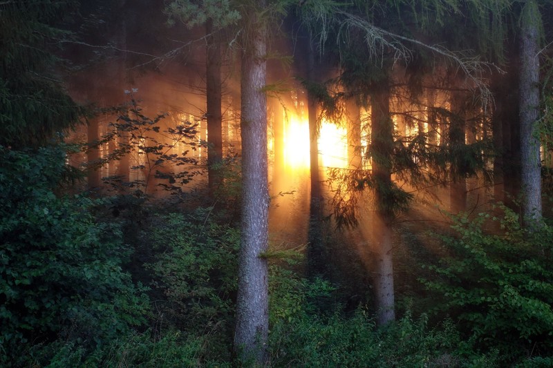 sunlight, trees, forest, plants, nature