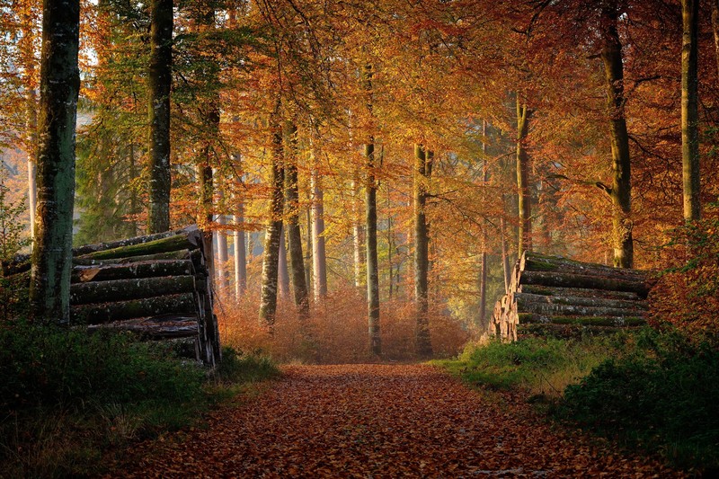forest, fall, nature, trees