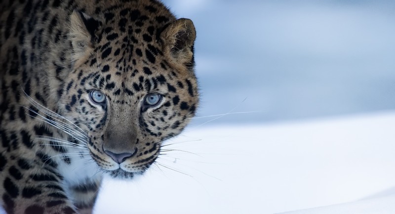 big cats, animals, mammals, leopard (animal)