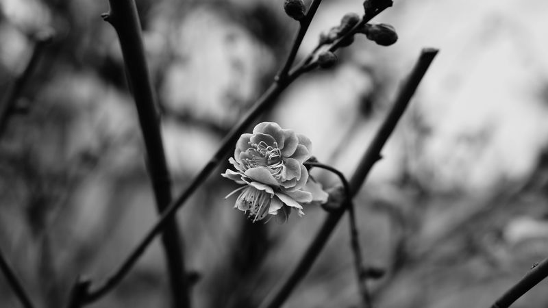 flower, blooming, bw, blur, branch, 4k