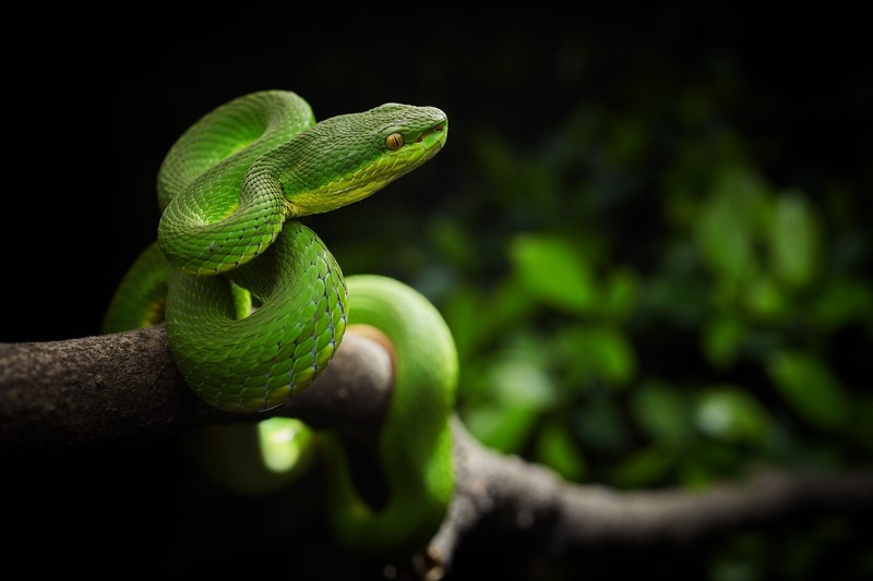 green, snake, animals, reptiles