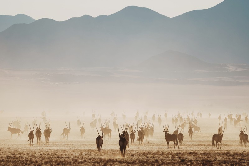 antelope, nature, animals, mammals