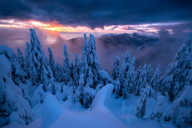 nature, sky, trees, winter, snow