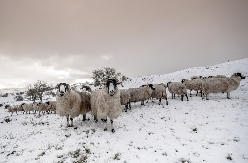 sheep, animals, winter, mammals, snow, hills, calm