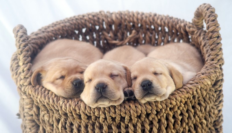 dog, animals, puppies, mammals, sleeping