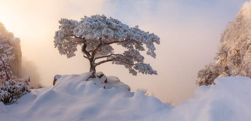 trees, nature, snow, winter