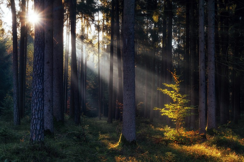 forest, trees, nature, outdoors, fall