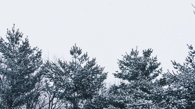 snow, trees, sky, white, 4k