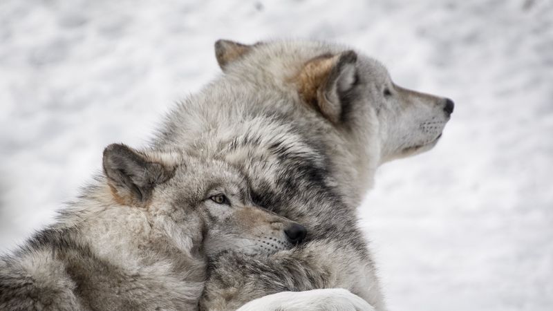 wolves, couple, care, wildlife, dogs, 4k