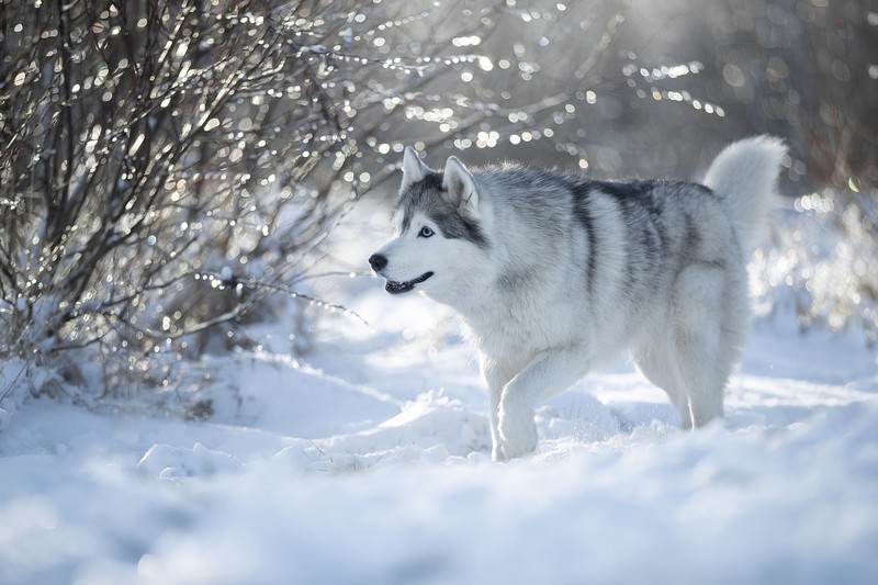 dog, nature, winter, snow, animals, mammals, outdoors