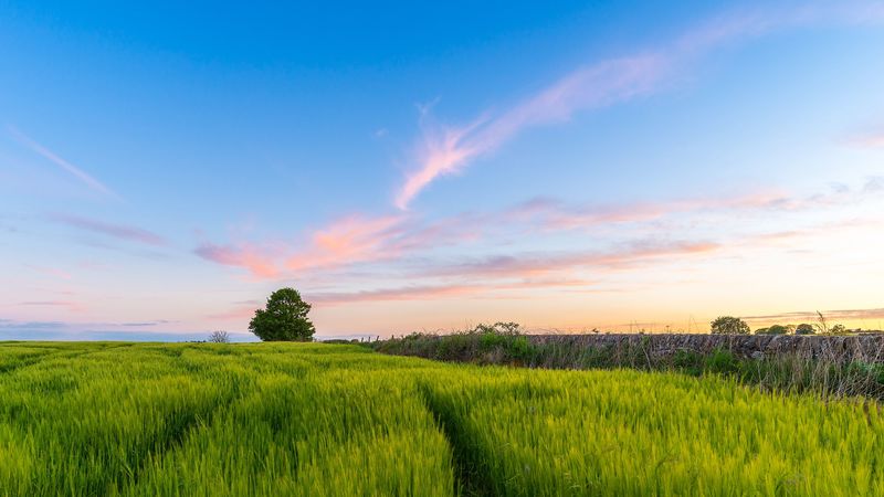 grass, field, tree, sky, summer, 4k