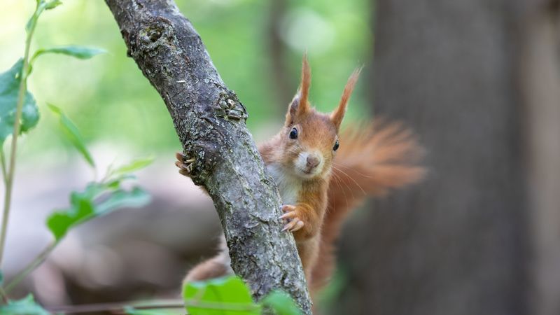 squirrel, rodent, cute, fluffy, 4k