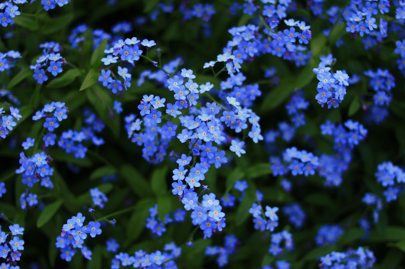 flowers, plants, nature