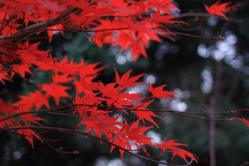 forest, leaves, red leaves