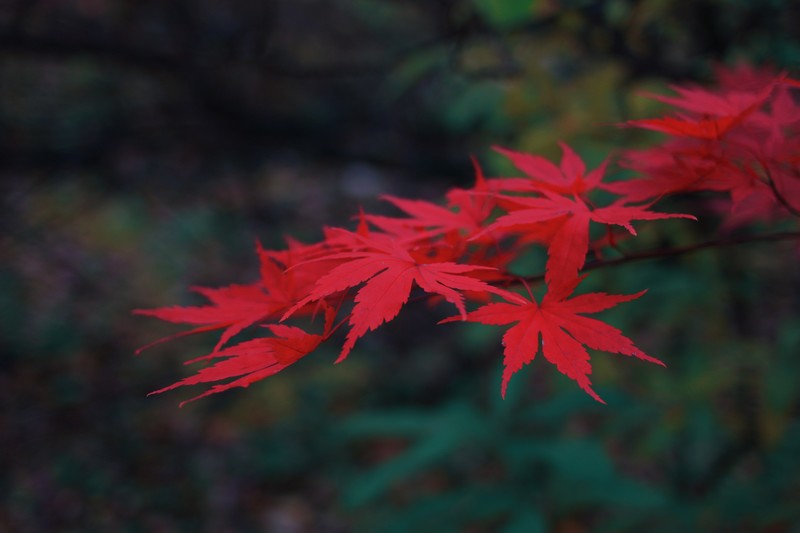 forest, leaves, red leaves